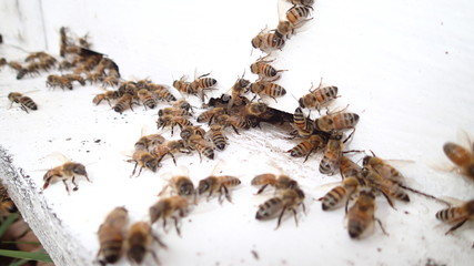 Beekeeping, The bees at front hive entrance, honeycomb in a wooden frame.