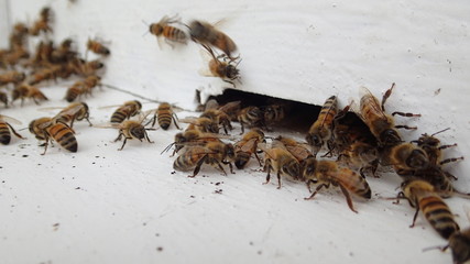 Beekeeping, The bees at front hive entrance, honeycomb in a wooden frame.