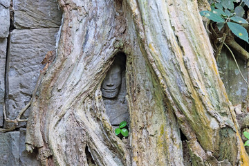View of Hidden Face at Ta Prohm temple with giant banyan tree of Siem Reap, Cambodia