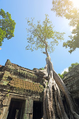 Obraz premium Perspective, the big roots of the old banyan tree In the summer at Ta Prohm temple, Angkor area, Siem Reap, Cambodia