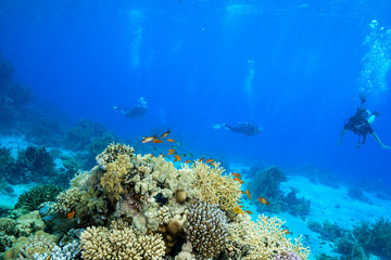 Naklejka na ściany i meble Coral Reef at the Red Sea Egypt