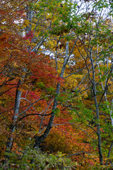 世界遺産　白神山地の紅葉