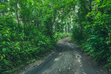Fototapeta premium Road through beautiful and wild foggy forest