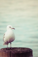 Fototapeta premium Close up image of a seagull standing on a post by the sea