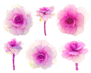 Set of pink decorative cabbage flowers isolated on white. Unusual bright plants