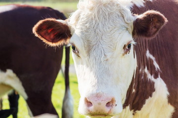 Close up image of a cow  outside in a pasture paddock on a New Zealand farm, with copy space.