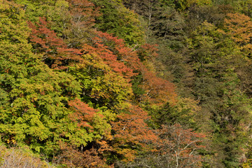 西沢渓谷のネトリ橋から見る紅葉