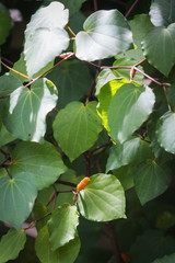 Background image of Kawakawa leaves and fruit (Piper excelsum)