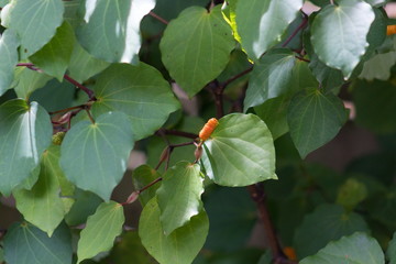 Background image of Kawakawa leaves and fruit (Piper excelsum)