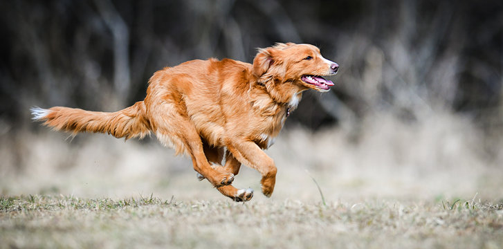 Nova Scotia Duck Tolling Retriever, Fast speed dog run side view. Beauitful dogs jump banner or panorama.