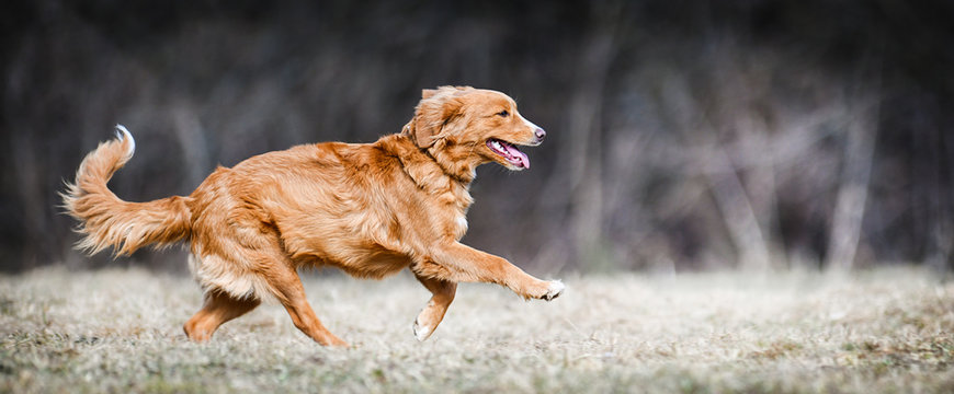 Nova Scotia Duck Tolling Retriever, Fast speed dog run side view. Beauitful dogs jump banner or panorama.