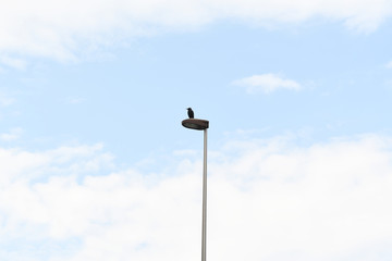 街灯とカラス