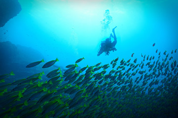 Fototapeta na wymiar scuba diver and school of fish