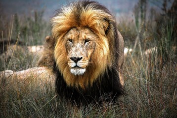 Male adult lion staring through long grass