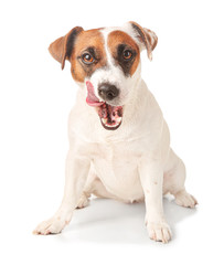 Cute Jack Russell Terrier on white background