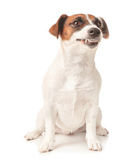 Obraz premium Cute Jack Russell Terrier on white background