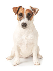 Cute Jack Russell Terrier on white background