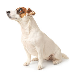 Cute Jack Russell Terrier on white background