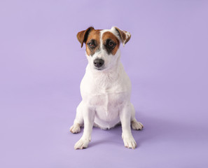 Cute Jack Russell Terrier on color background