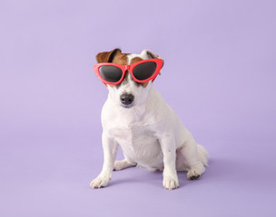 Fototapeta na wymiar Cute Jack Russell Terrier with stylish sunglasses on color background