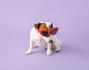 Cute Jack Russell Terrier with stylish sunglasses on color background