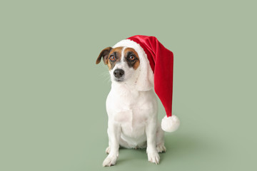 Cute Jack Russell Terrier in Santa Claus hat on color background