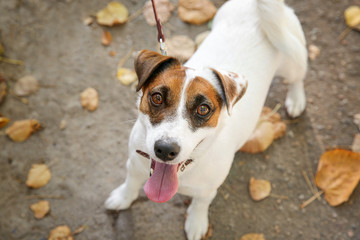 Cute Jack Russell Terrier in autumn park