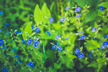 Blooming Veronica Officinalis flower. Shallow depth of field.