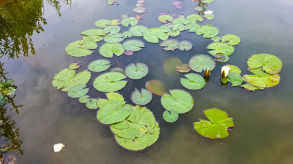 Lilies in the pond. Beautiful pond in the garden.