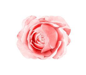 Pink rose flowers fresh sweet petal patterns head isolated on white background top view , clipping path