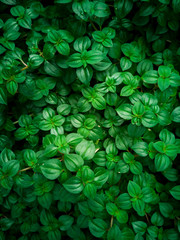 amount of leaves in the bushes is the background image