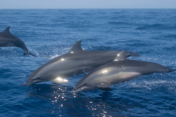 Fototapeta premium Spinner Dolphins jumping out of water