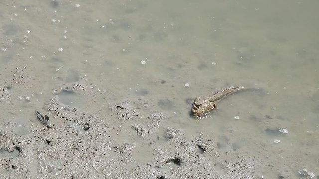 mud skipper mangrove animal forest wild life