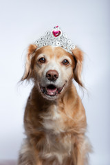 Cross breed dog wearing a princess tiara with fuchsia diamond on white background. Studio portrait.