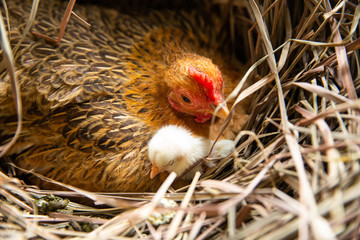 hen and chicks Brood