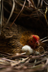 hen and chicks Brood