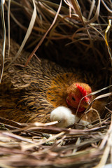 hen and chicks Brood