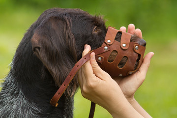 hands of owner put a muzzle on a naughty dog