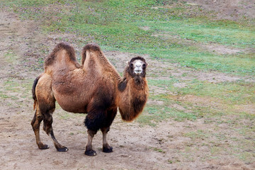 Camel in full growth in the zoo on the background of sand and grass, looking at the camera.