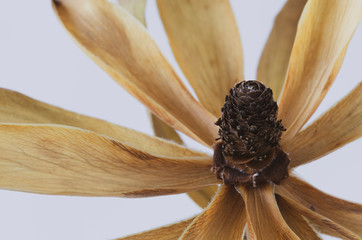 Macro image of a dried flower head