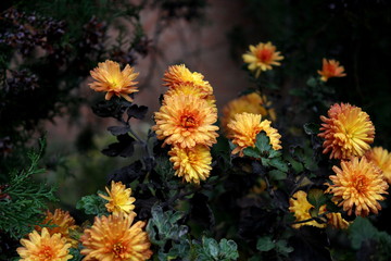 yellow flowers in garden