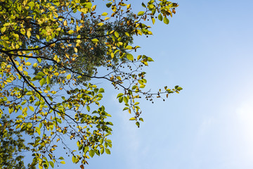 Yellow leaves with the blue sky background.