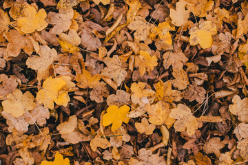 Autumn leaves background.