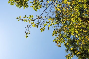 Obraz premium Yellow leaves with the blue sky background.