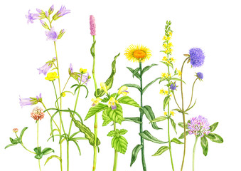 wild plants and flowers, drawing by colored pencils