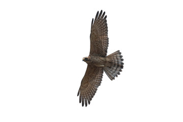 Grey-faced Buzzard flying isolated on white background