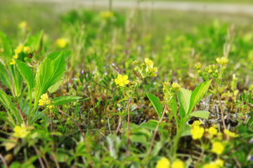 yellow spring flowers in the grass