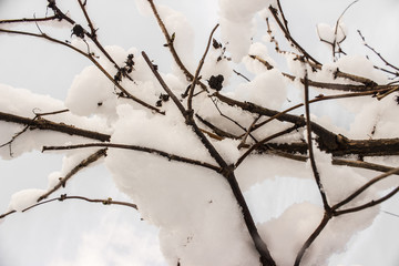 Snow on thin branch trees covered in snow, winter closeup macro