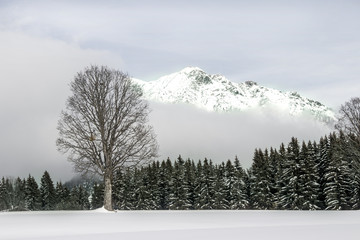 Lonely tree without leaves in winter lanscape and mountains 