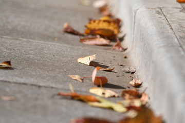 道路脇の落ち葉